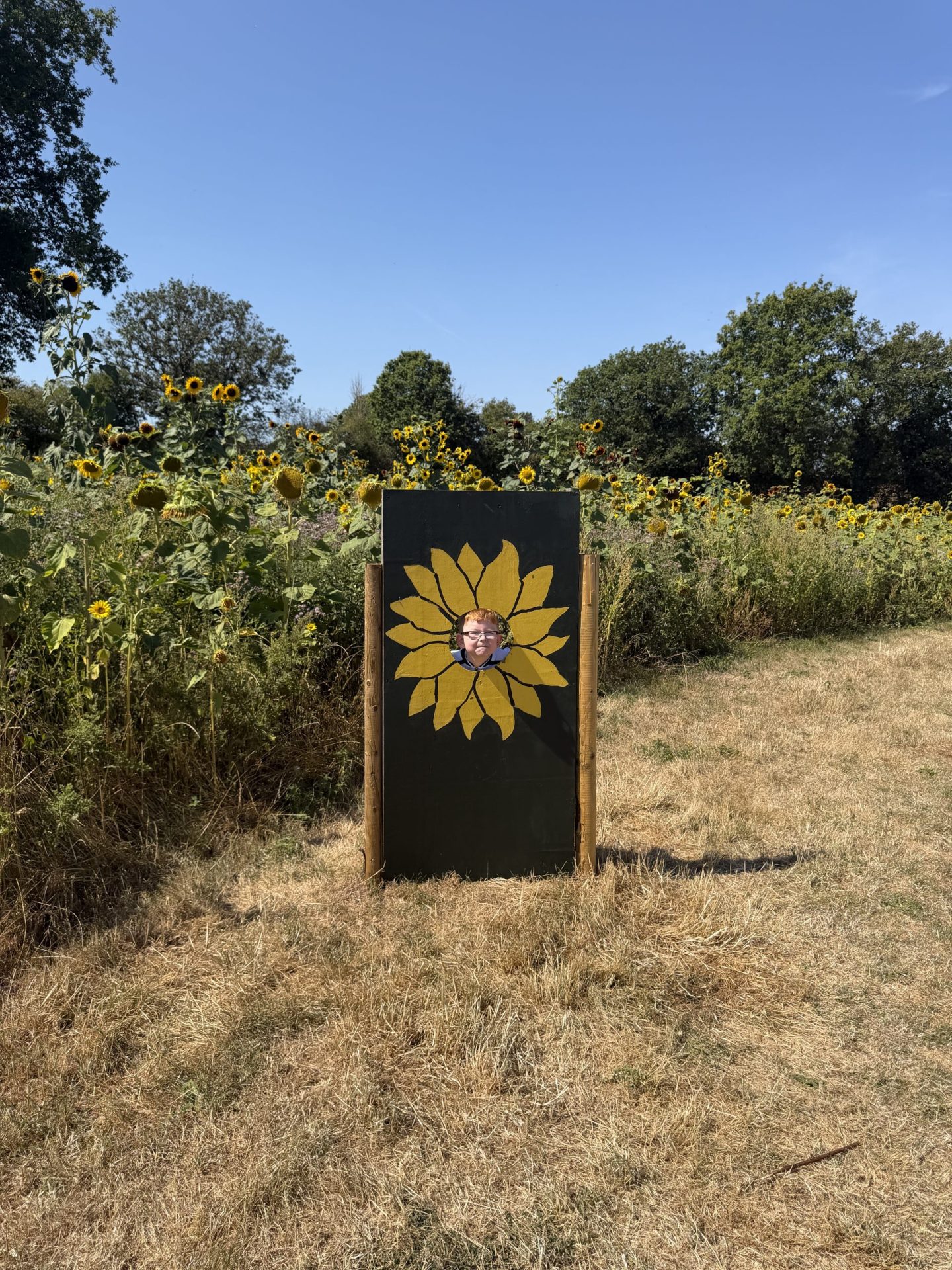 Parc Y Deri Farm Sunflowers