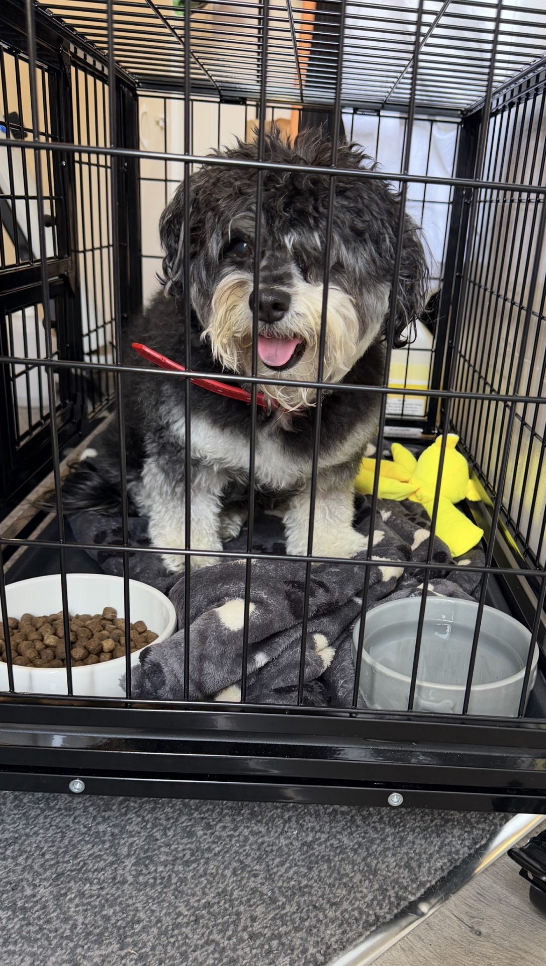 Gorgeous Luna recovering in her crate